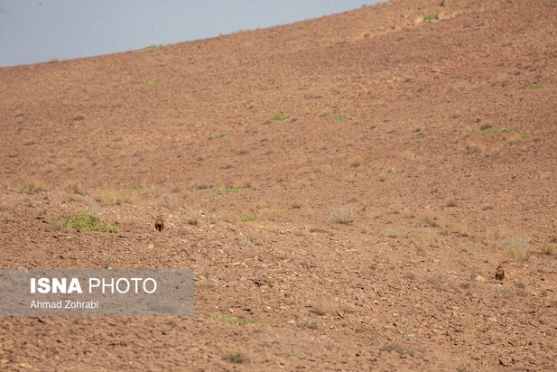 رهاسازی پرندگان شکاری در قم