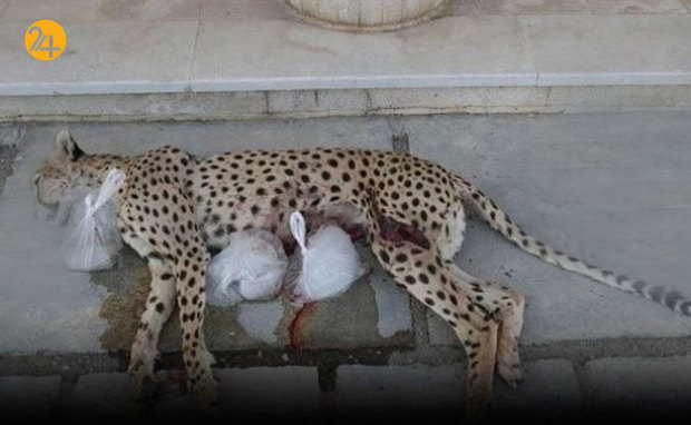 جاده عباس‌آباد قتلگاه یوزهای ایرانی