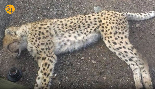 جاده عباس‌آباد قتلگاه یوزهای ایرانی