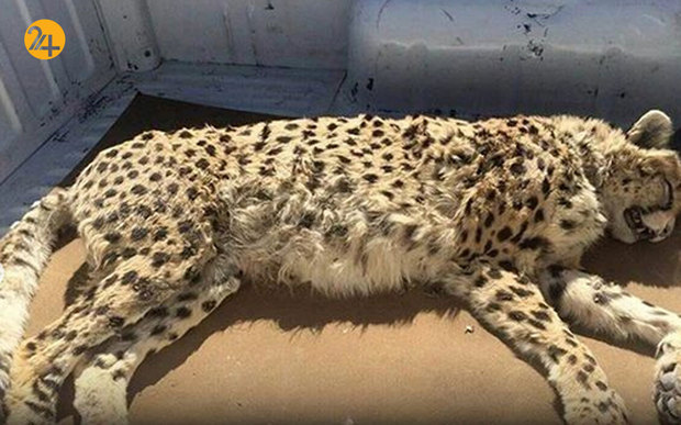 جاده عباس‌آباد قتلگاه یوزهای ایرانی