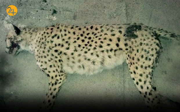 جاده عباس‌آباد قتلگاه یوزهای ایرانی