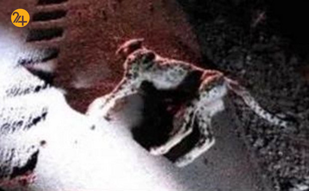 جاده عباس‌آباد قتلگاه یوزهای ایرانی