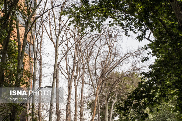 چنارهای طولانی‌ترین خیابان خاورمیانه