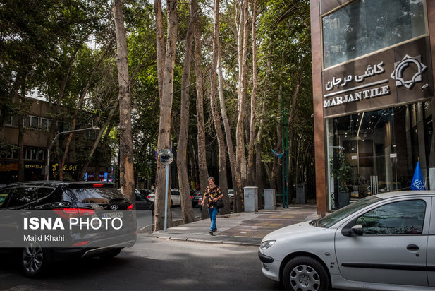 چنارهای طولانی‌ترین خیابان خاورمیانه
