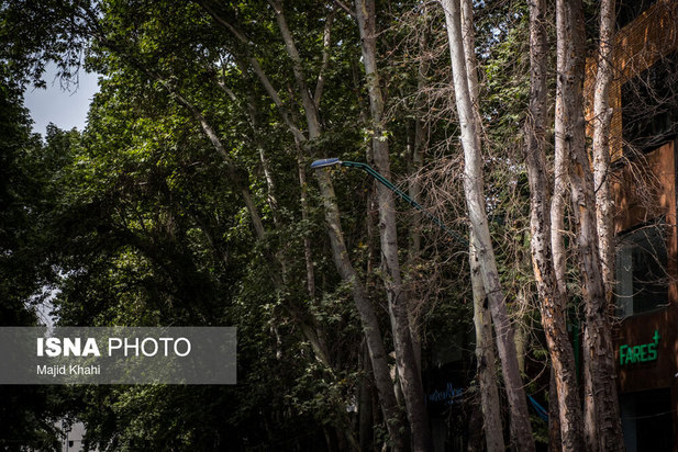 چنارهای طولانی‌ترین خیابان خاورمیانه