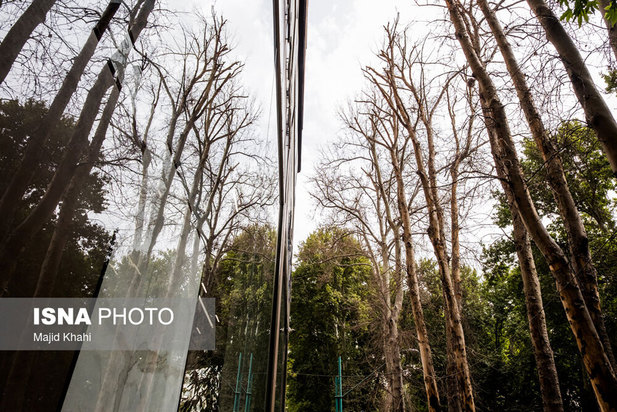 چنارهای طولانی‌ترین خیابان خاورمیانه