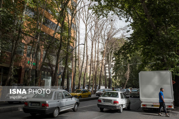 چنارهای طولانی‌ترین خیابان خاورمیانه