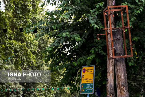 چنارهای طولانی‌ترین خیابان خاورمیانه