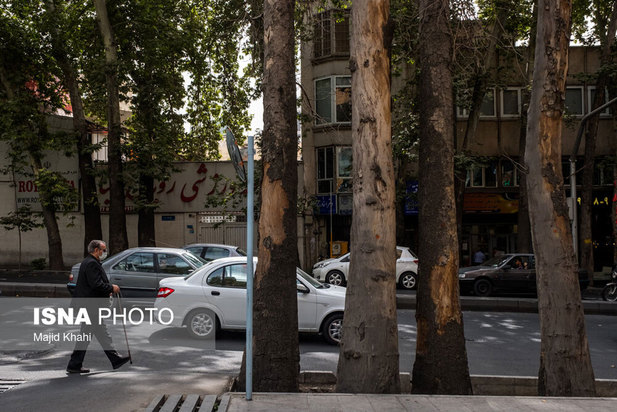 چنارهای طولانی‌ترین خیابان خاورمیانه