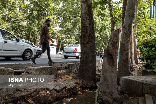 چنارهای طولانی‌ترین خیابان خاورمیانه