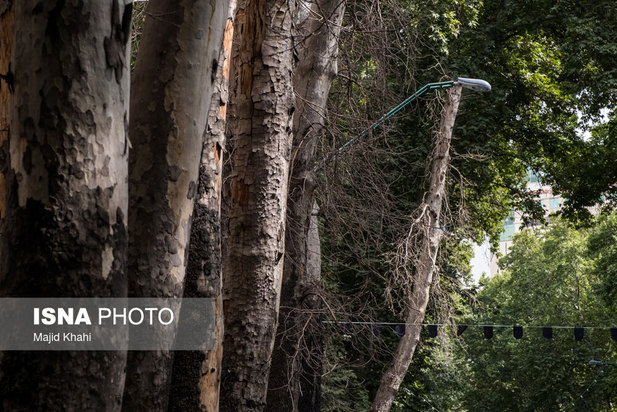 چنارهای طولانی‌ترین خیابان خاورمیانه