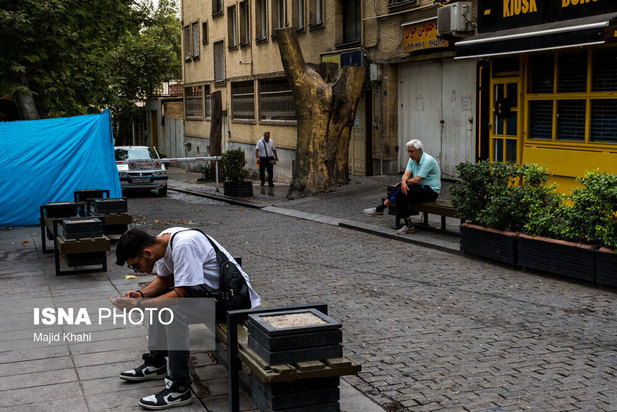 چنارهای طولانی‌ترین خیابان خاورمیانه