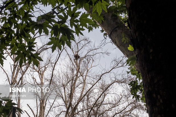 چنارهای طولانی‌ترین خیابان خاورمیانه