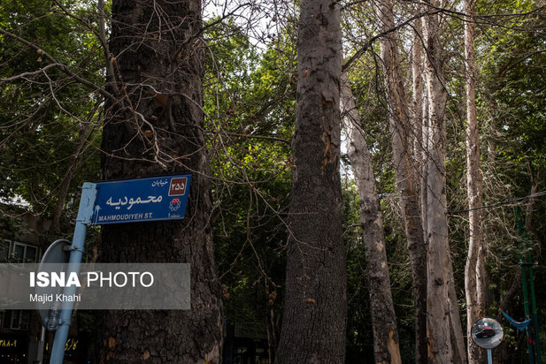 چنارهای طولانی‌ترین خیابان خاورمیانه