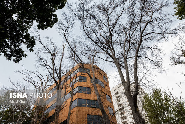 چنارهای طولانی‌ترین خیابان خاورمیانه