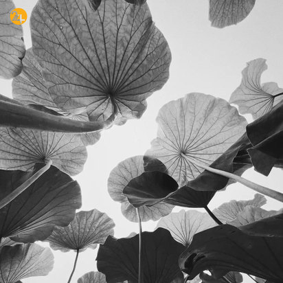 مسابقه عکاسی آیفون