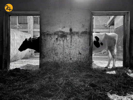 مسابقه عکاسی آیفون