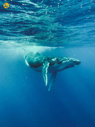 مسابقه عکاسی آیفون