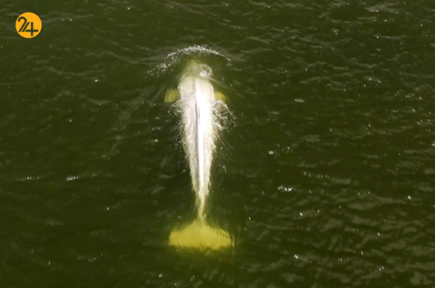 حیات وحش به روایت تصویر