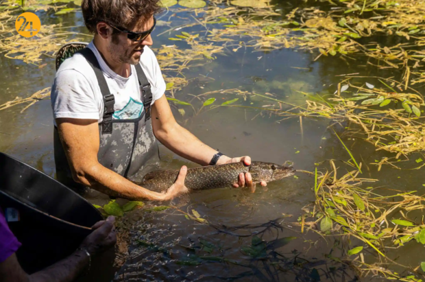 حیات وحش به روایت تصویر