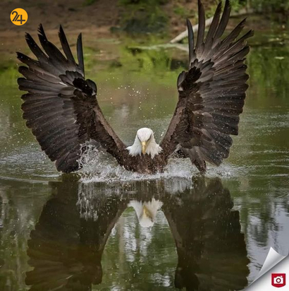 حیات وحش به روایت تصویر