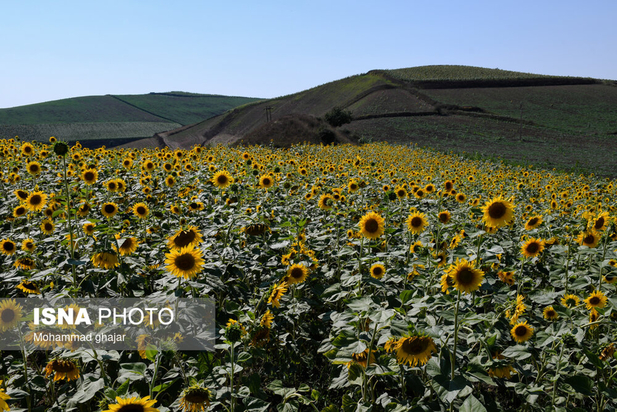 گلیداغ دشت گل‌های آفتابگردان