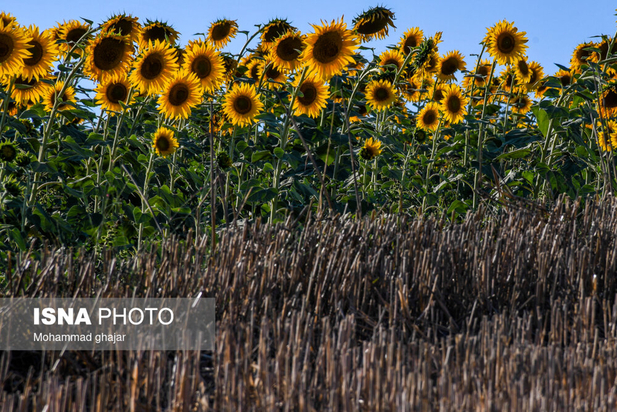گلیداغ دشت گل‌های آفتابگردان