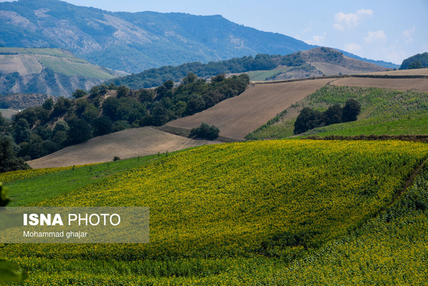 گلیداغ دشت گل‌های آفتابگردان