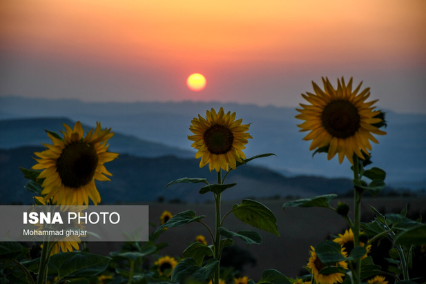 گلیداغ دشت گل‌های آفتابگردان
