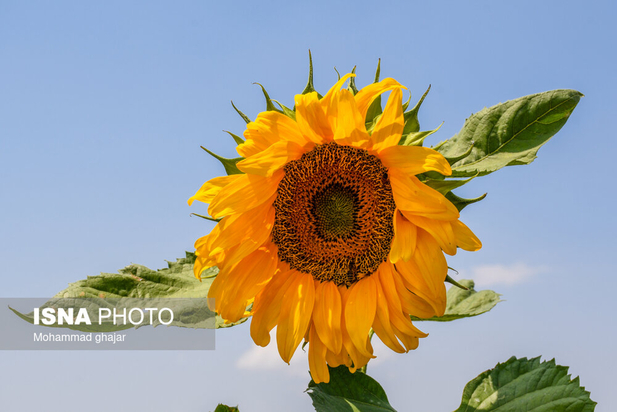 گلیداغ دشت گل‌های آفتابگردان
