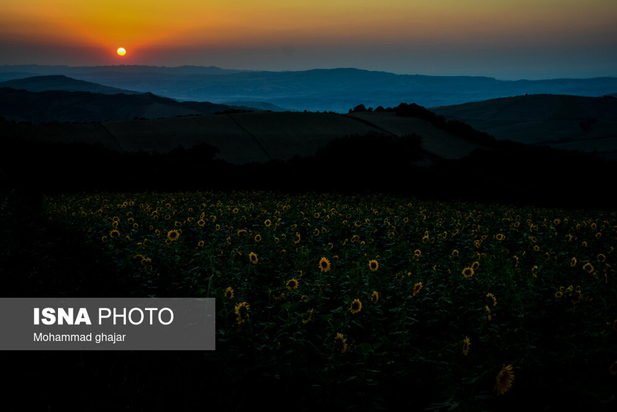 گلیداغ دشت گل‌های آفتابگردان