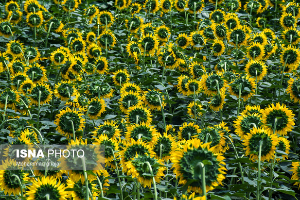 گلیداغ دشت گل‌های آفتابگردان
