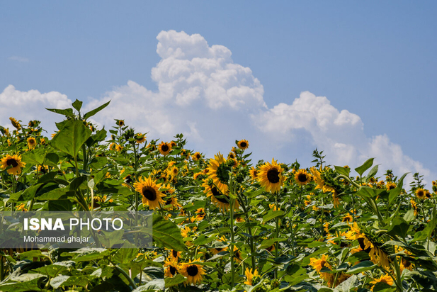 گلیداغ دشت گل‌های آفتابگردان
