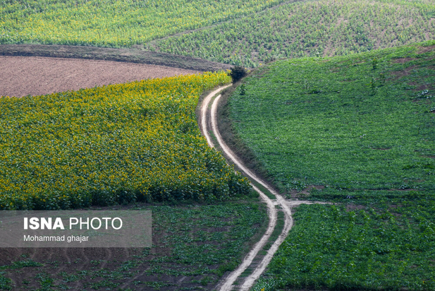 گلیداغ دشت گل‌های آفتابگردان
