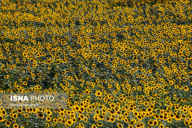 گلیداغ دشت گل‌های آفتابگردان