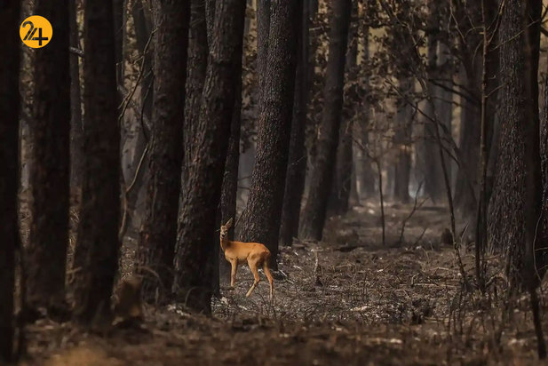 حیات وحش از نگاهی دیگر