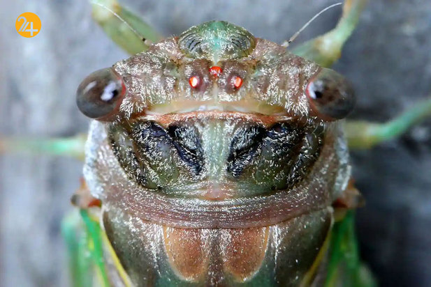 حیات وحش از نگاهی دیگر