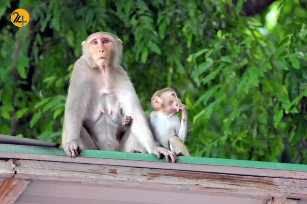 حیات وحش از نگاهی دیگر