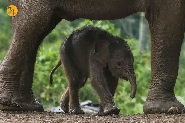 حیات وحش از نگاهی دیگر