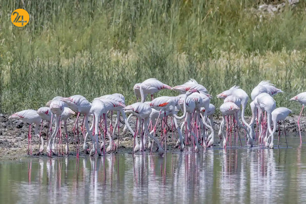 حیات وحش از نگاهی دیگر