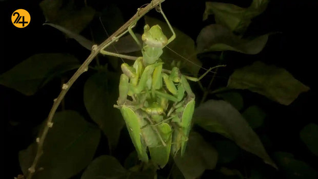 حیات وحش از نگاهی دیگر