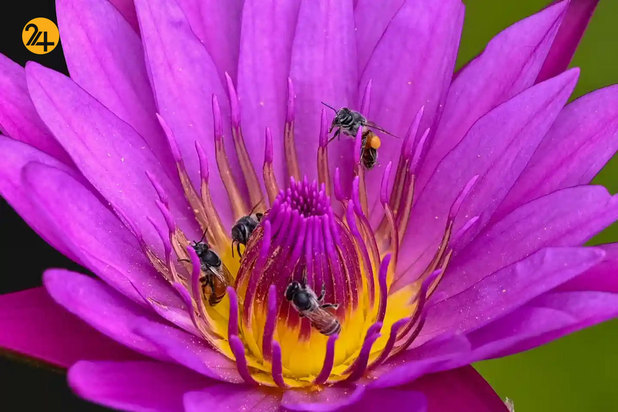 حیات وحش از نگاهی دیگر