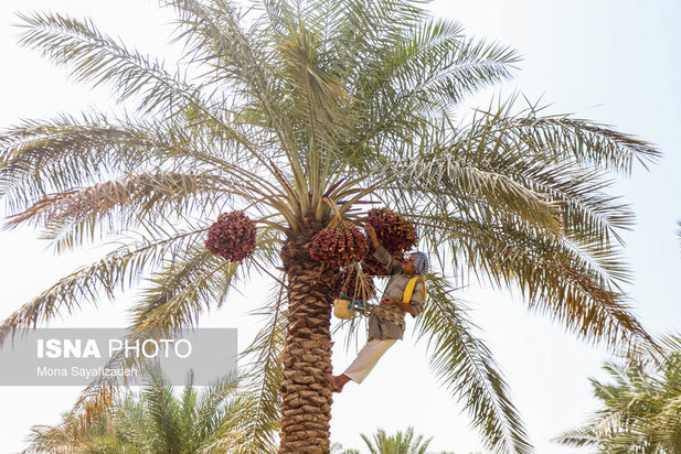 برداشت خارک و رطب در شادگان