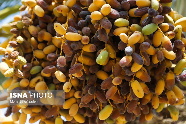 برداشت خارک و رطب در شادگان