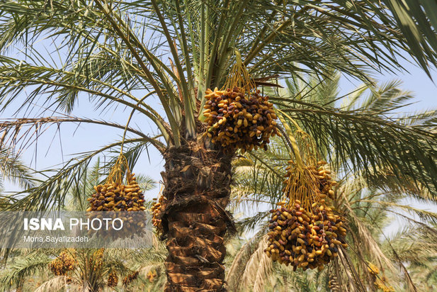 برداشت خارک و رطب در شادگان