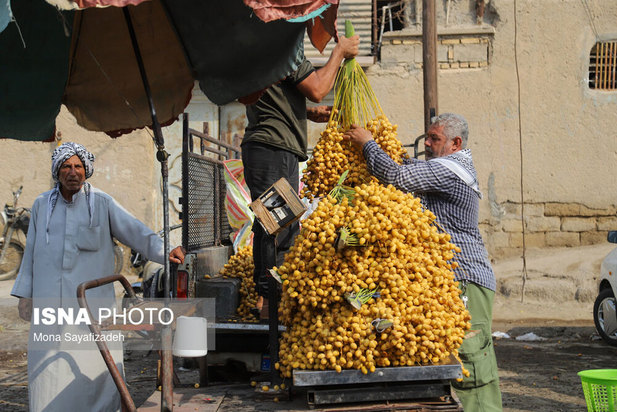برداشت خارک و رطب در شادگان