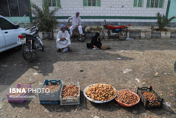برداشت خارک و رطب در شادگان