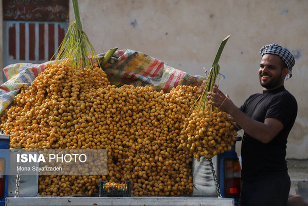 برداشت خارک و رطب در شادگان