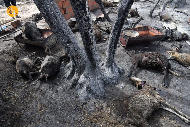 آتش در الجزایر