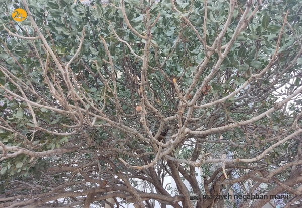 آرامگاه شیخ جام